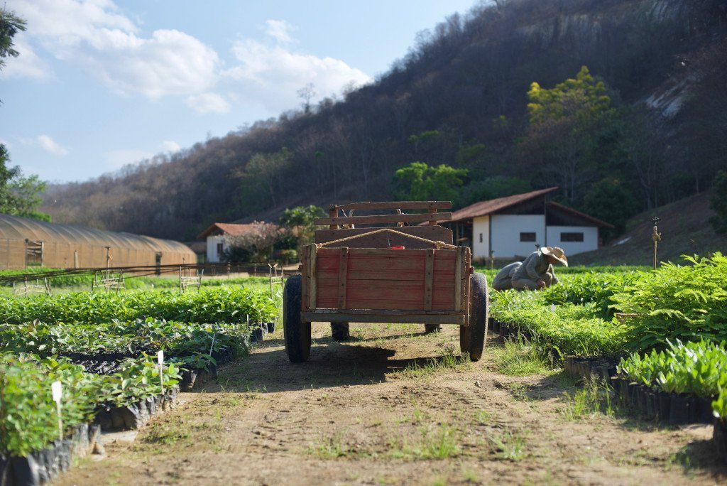 Ecosia Arama Motoru Ağaçlandırma Çalışmaları