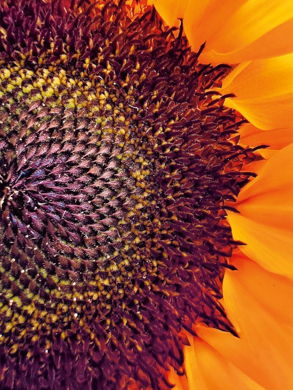 Volkanik Lav - Abhik Mondal - New Milford, New Jersey, ABD