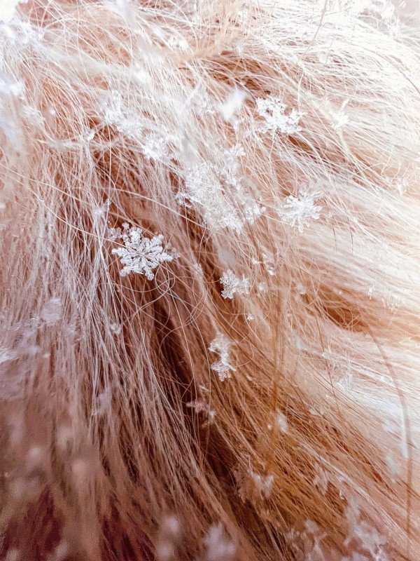 Bal peteği - Tom Reeves - New York City, ABD