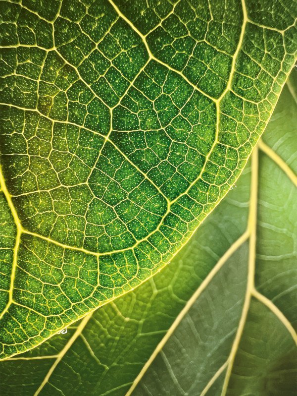 Yaprak Aydınlanması - Trevor Collins - Boston, ABD